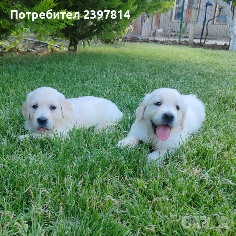 Голдън ретривър 