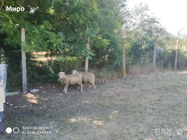 Продавам агнета