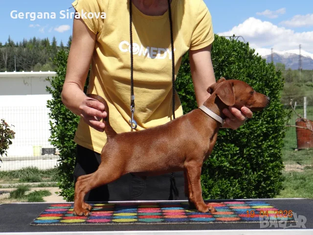 Миниатюрен Пинчер / zwergpinscher, снимка 2 - Пинчер - 54688021
