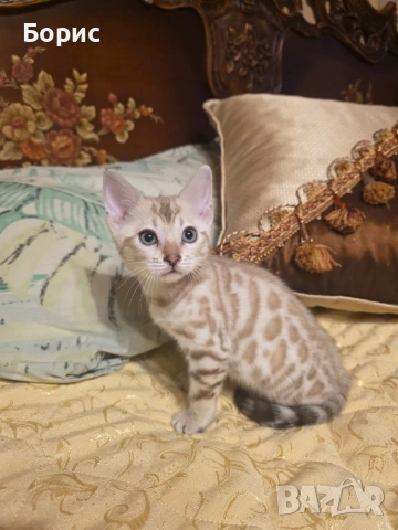 Бенгалски котета