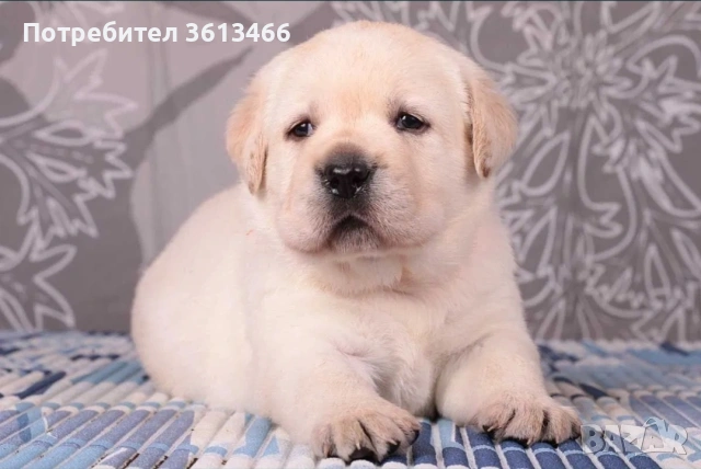 Лабрадор ретривър чистокръвни, снимка 2 - Лабрадор ретривър - 54225664