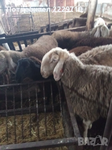 Продавам  Старозагорски овце, снимка 3 - Овце - 55212939