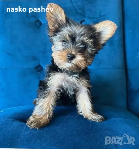 Продавам мъжко йоршински териер 