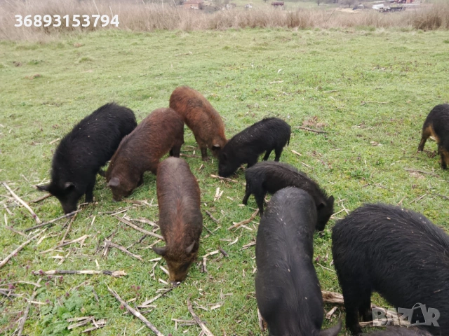 Продавам прасета