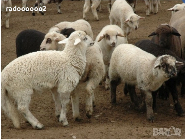 Свободни за Великден