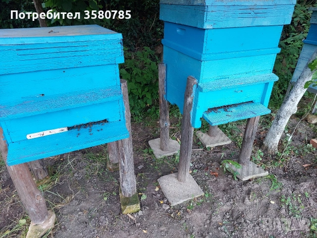 Продавам Пчелни Семейства , снимка 5 - За пчели - 55174306
