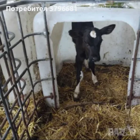 телета на различна възраст, снимка 2 - Крави - 55462813