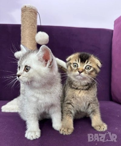🐾 Шотландски клепоухи (Scottish Fold) и правоухи (Scottish Straight) котенца
