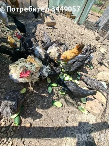Продавам копринки и бреговски джинки ,къдрави  , снимка 5 - други­ - 55034958