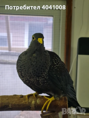 Продавам Маслинови гълъби , снимка 6 - Гълъби - 54007492