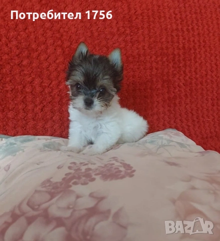 Мини момиче, бивер йорк., снимка 2 - Йоркширски териер - 54577846