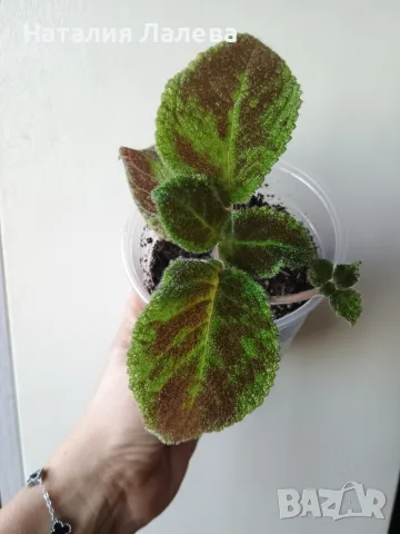 Еписция, episcia Emerald Velvet