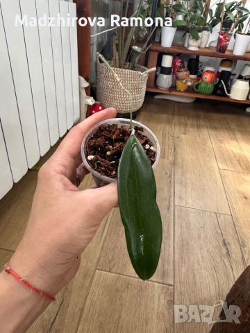 Hoya Хоя Bulusan , снимка 2 - Стайни растения - 54569650