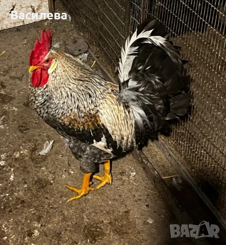 Пилета и пъдпъдъци на различна възраст, снимка 7 - Кокошки и пуйки - 54003824