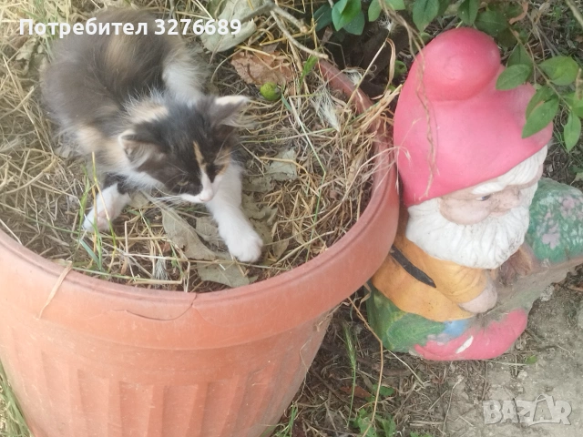 Подарявам котенца, снимка 2 - Други - 55008733