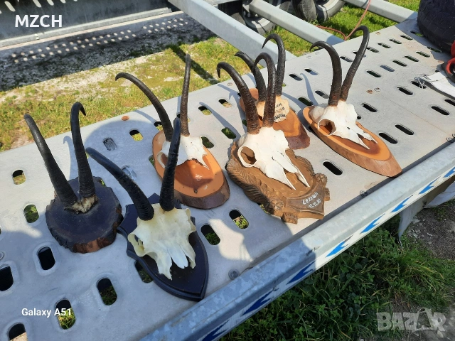 Трофей от дива коза. , снимка 4 - Декорация за дома - 54046259