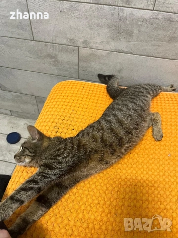 котенце момиче 