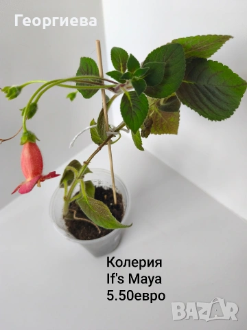 колерия , снимка 5 - Стайни растения - 54716817