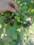Продавам домашни жълти череши,хрущялка, снимка 6