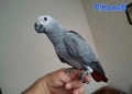 Ръчно хранен папагал Жако / бебе, снимка 1