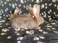 Зайци Великани и кочовати, снимка 9