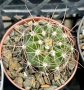 Кактус вид Echinopsis Hybrid бял лебед, снимка 8
