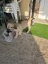 Продавам женско кученце кангал, снимка 3