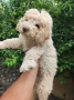 Lagotto Romaniolo , снимка 2