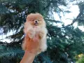 Женски Померан., снимка 2