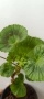 Pelargonium Mallorca , снимка 3