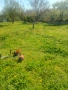 Косене на трева и чистене на дворове , снимка 2