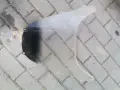 Слюда за Кавасаки , снимка 3