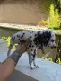 Чистокръвно далматинче , снимка 5