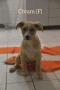 Rescue puppy, снимка 7