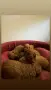 Toy poodle mini poodle, снимка 2