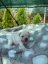 Френски булдочета, снимка 5
