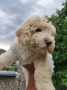 Lagotto Romaniolo , снимка 3