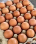 Кокошки носачки за яйца, снимка 2