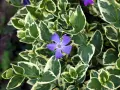 🌿💜🌿 Vinca major 'Variegata' (Пъстролистна голяма зеленика), снимка 1