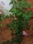 Продавам розово сакъзче , снимка 4