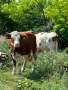 Продавам крави и телета с. Брест област Плевен, снимка 14