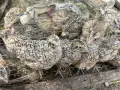 пъдпъдъци на 30 дни, снимка 3