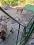 Белгийска овчарка малиноа на трийсет дни , снимка 3