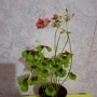 Комплект Цветя Детелини, снимка 3