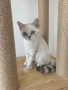 Британски късокосмести котета, снимка 3