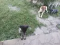 Бретон шпанйолче мъжко, снимка 5