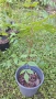 Продавам декоративно растение Китайски мехурник (Koelreuteria paniculata), снимка 7