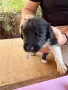 Подарявам кученца, снимка 2