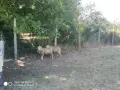 Продавам агнета, снимка 1