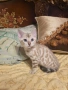 Бенгалски котета, снимка 1